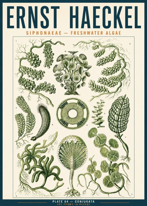 Ernst Haeckel Siphonaceae - Freshwater Algae No3 - Juliste