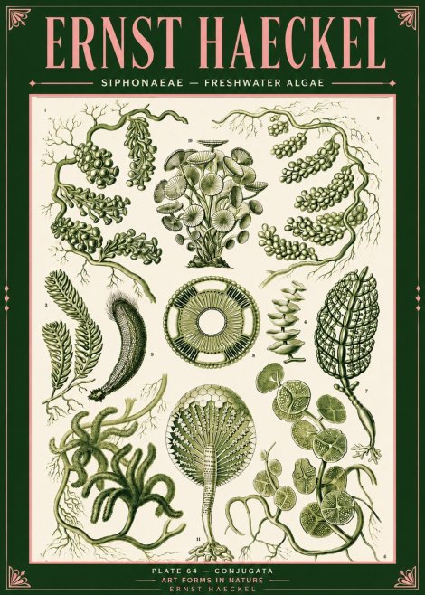 Ernst Haeckel Siphonaceae - Freshwater Algae No4 - Juliste