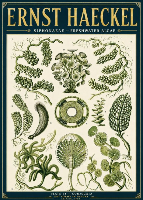 Ernst Haeckel Siphonaceae - Freshwater Algae No6 - Juliste