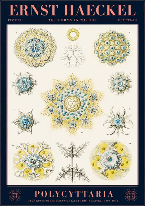Ernst Haeckel Polycyttaria – Order of Radiolaria No2 - Juliste