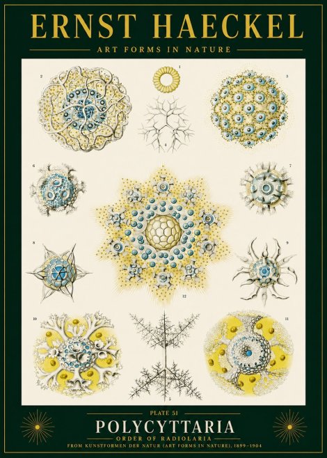 Ernst Haeckel Polycyttaria – Order of Radiolaria No4 - Juliste