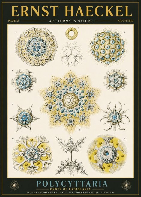 Ernst Haeckel Polycyttaria – Order of Radiolaria No6 - Juliste