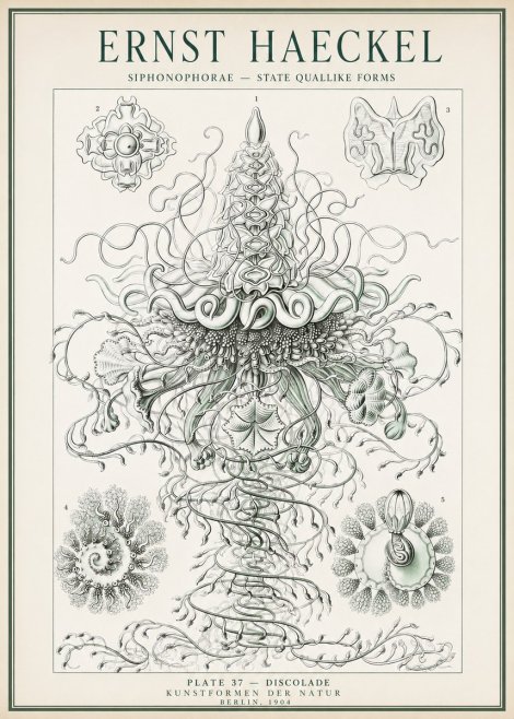 Ernst Haeckel Siphonophorae – State Quallike Forms No1 - Juliste