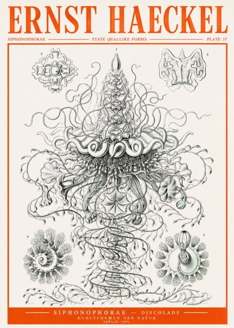 Ernst Haeckel Siphonophorae – State Quallike Forms No2 - Juliste
