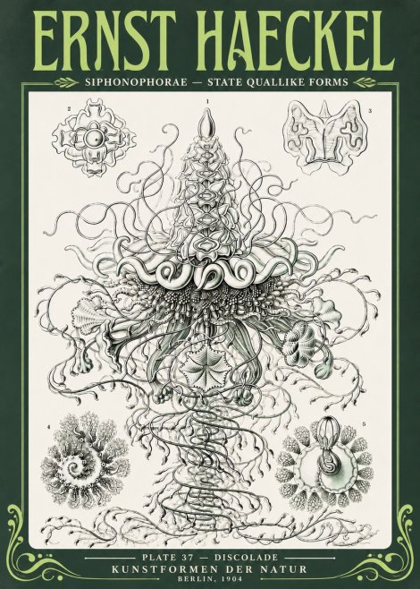 Ernst Haeckel Siphonophorae – State Quallike Forms No4 - Juliste