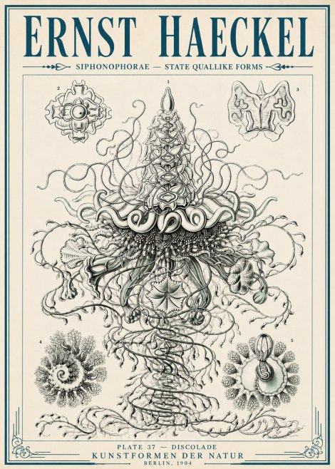 Ernst Haeckel Siphonophorae – State Quallike Forms No6 - Juliste
