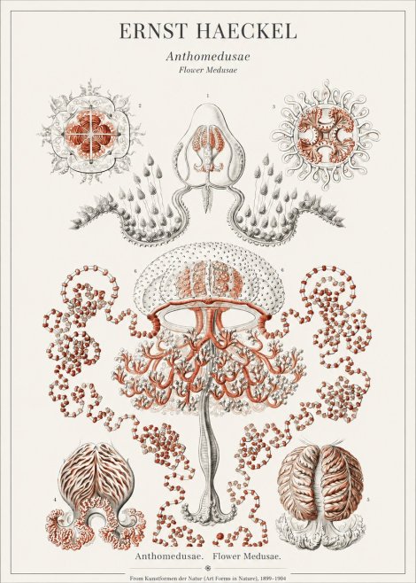 Ernst Haeckel Anthomedusae. Flower Medusae. No1 - Juliste