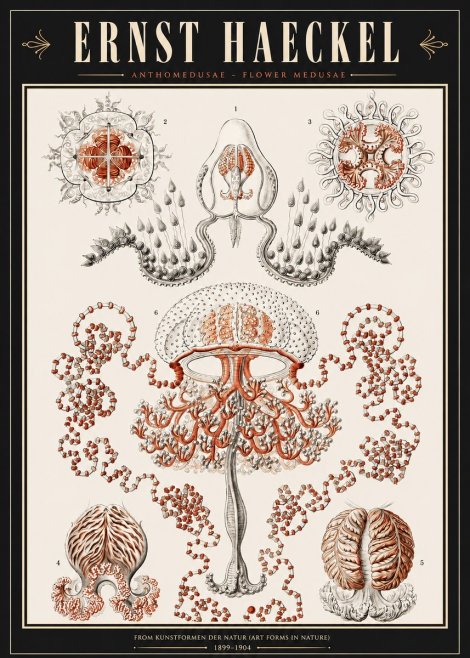 Ernst Haeckel Anthomedusae. Flower Medusae. No3 - Juliste