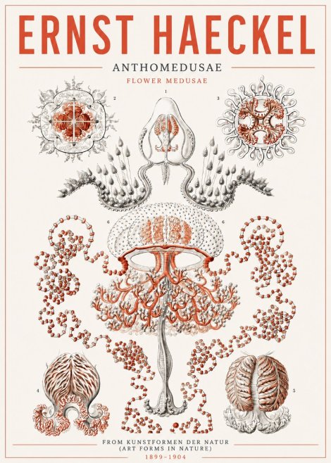 Ernst Haeckel Anthomedusae. Flower Medusae. No5 - Juliste