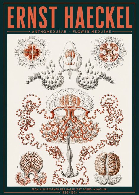 Ernst Haeckel Anthomedusae. Flower Medusae. No6 - Juliste