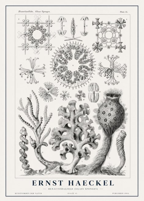 Ernst Haeckel Hexactinellida. Glass Sponges. No1 - Juliste