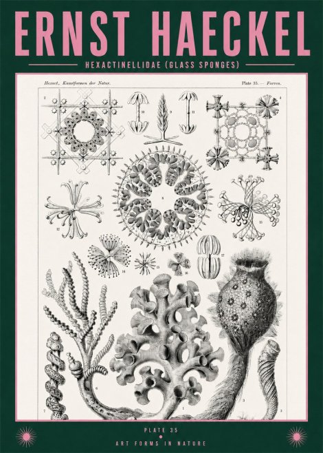 Ernst Haeckel Hexactinellida. Glass Sponges. No2 - Juliste