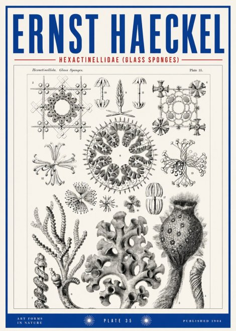 Ernst Haeckel Hexactinellida. Glass Sponges. No3 - Juliste