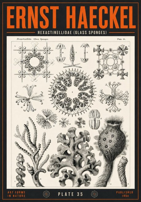 Ernst Haeckel Hexactinellida. Glass Sponges. No4 - Juliste