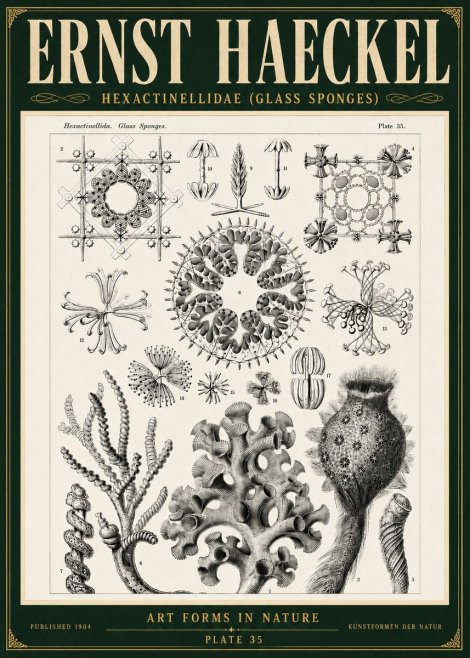 Ernst Haeckel Hexactinellida. Glass Sponges. No5 - Juliste