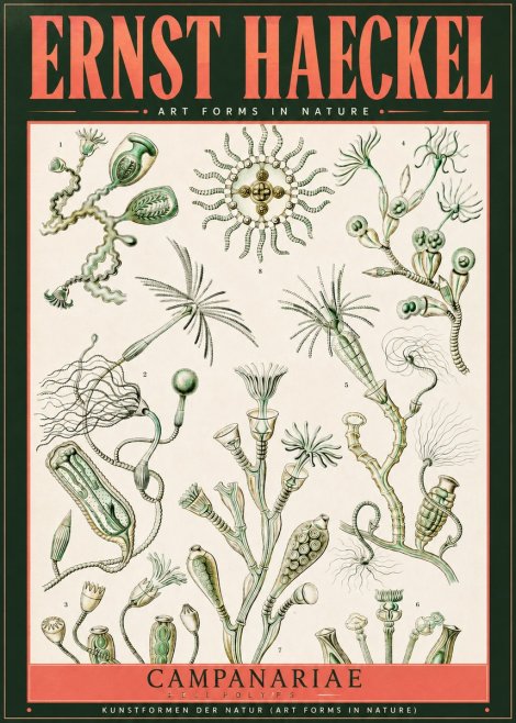 Ernst Haeckel Campanariae – Bell Polyps No2 - Juliste