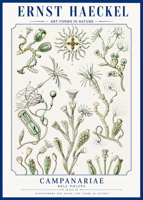 Ernst Haeckel Campanariae – Bell Polyps No3 - Juliste