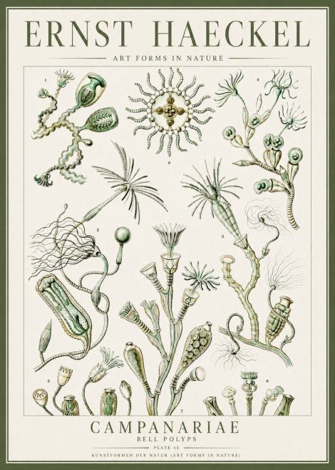 Ernst Haeckel Campanariae – Bell Polyps No4 - Juliste