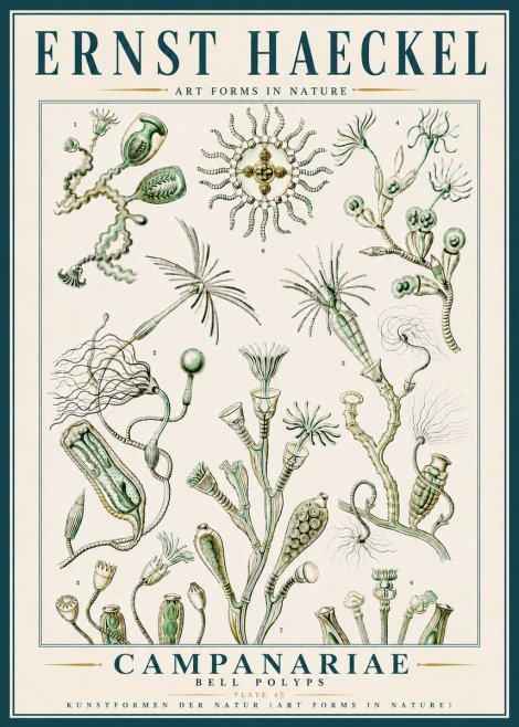 Ernst Haeckel Campanariae – Bell Polyps No5 - Juliste