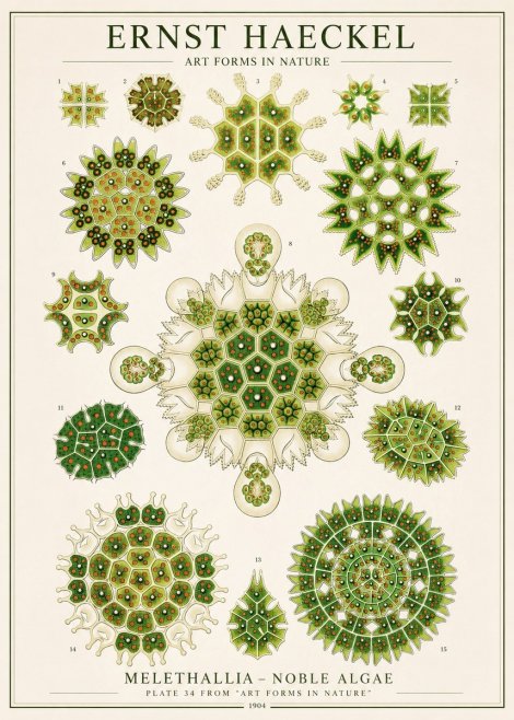 Ernst Haeckel Melethallia - Noble Algae No1 - Juliste