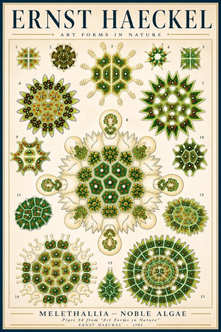 Ernst Haeckel Melethallia - Noble Algae No3 - Juliste