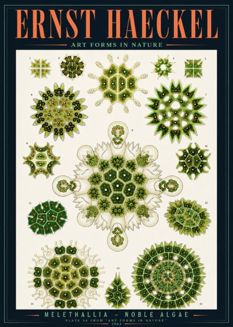 Ernst Haeckel Melethallia - Noble Algae No4 - Juliste