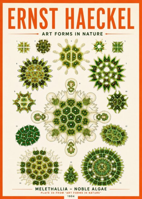 Ernst Haeckel Melethallia - Noble Algae No5 - Juliste
