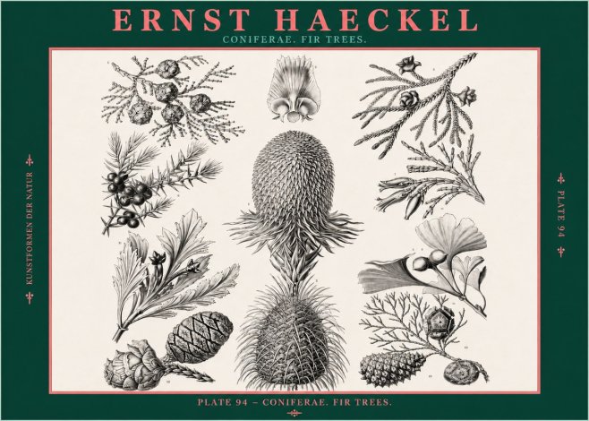 Ernst Haeckel Coniferae. Fir Trees. No2 - Juliste