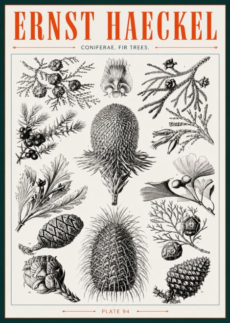 Ernst Haeckel Coniferae. Fir Trees. No3 - Juliste