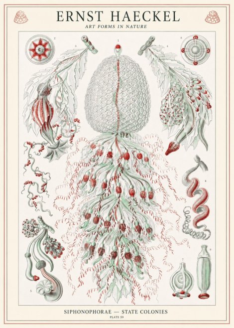 Ernst Haeckel Siphonophorae - State Colonies No1 - Juliste