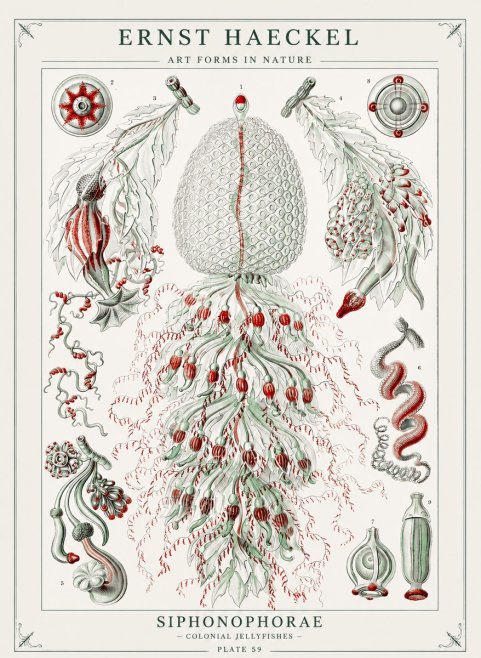 Ernst Haeckel Siphonophorae - State Colonies No3 - Juliste