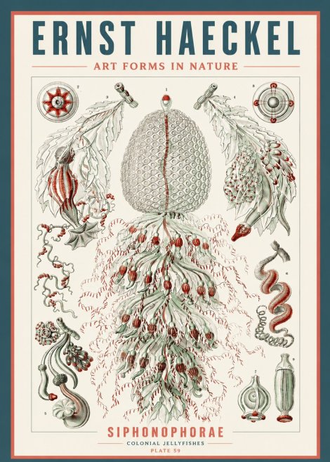 Ernst Haeckel Siphonophorae - State Colonies No5 - Juliste