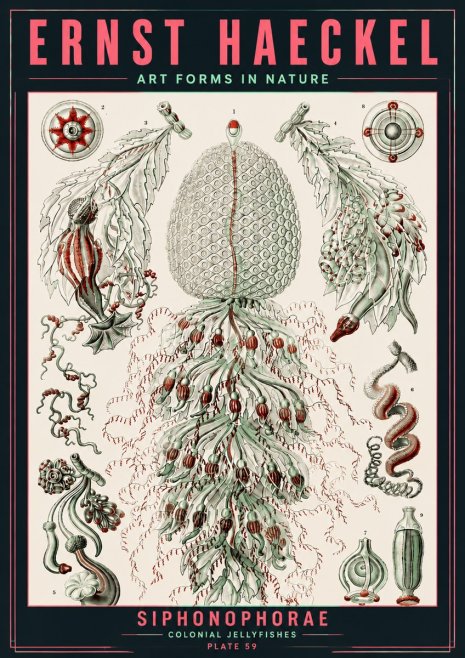 Ernst Haeckel Siphonophorae - State Colonies No6 - Juliste