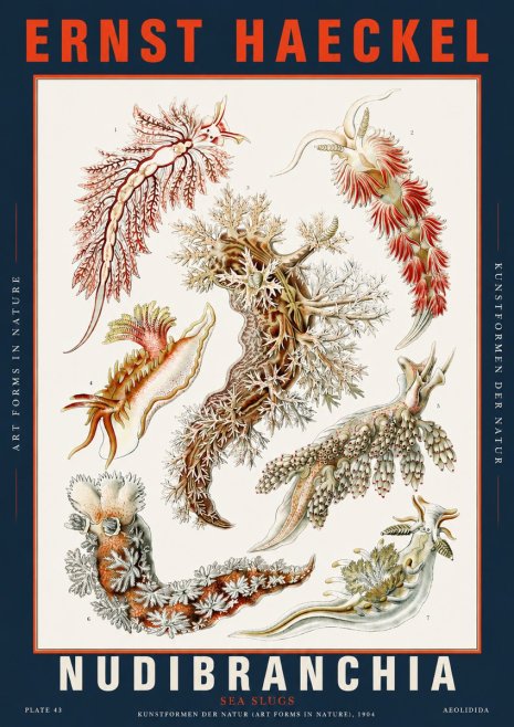 Ernst Haeckel Nudibranchia – Sea Slugs No5 - Juliste