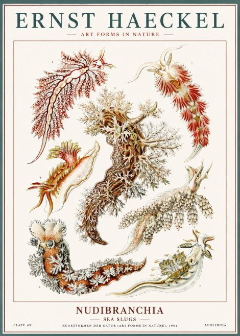 Ernst Haeckel Nudibranchia – Sea Slugs No6 - Juliste