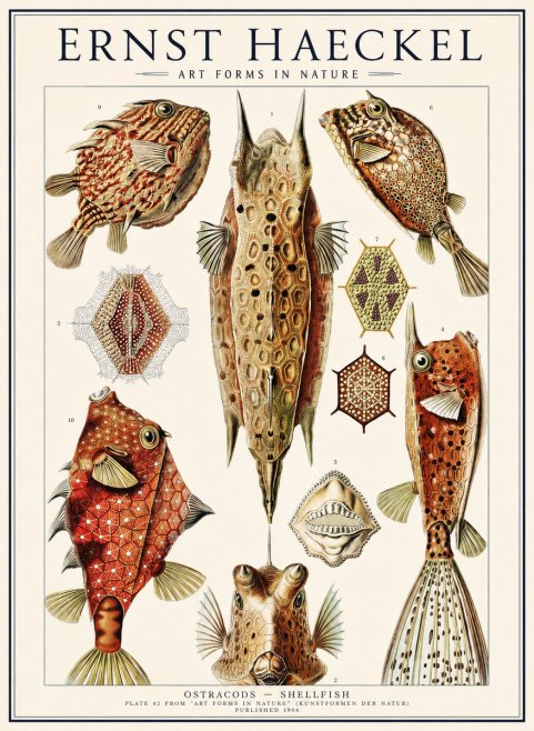 Ernst Haeckel Ostracodes Crustacea No3 - Juliste