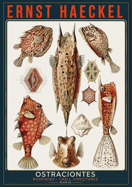 Ernst Haeckel Ostracodes Crustacea No5 - Juliste