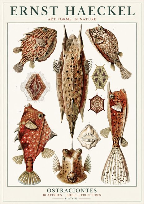 Ernst Haeckel Ostracodes Crustacea No6 - Juliste