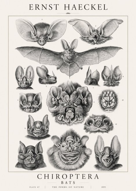 Ernst Haeckel Chiroptera Bats No1 - Juliste