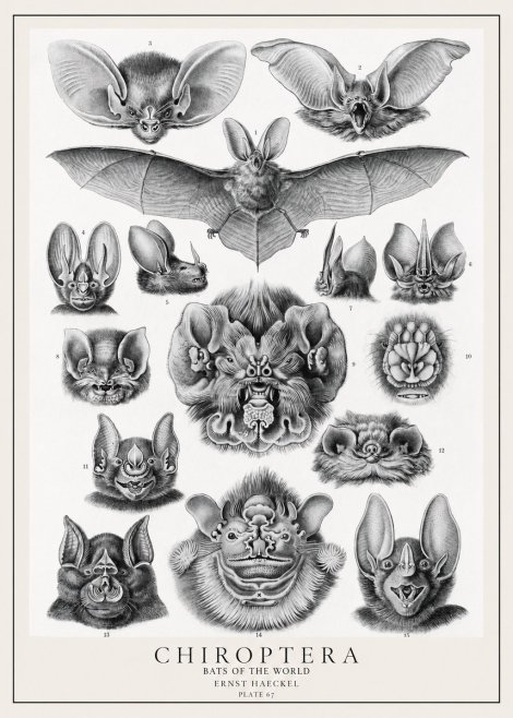 Ernst Haeckel Chiroptera Bats No2 - Juliste