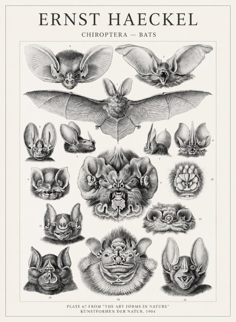 Ernst Haeckel Chiroptera Bats No4 - Juliste