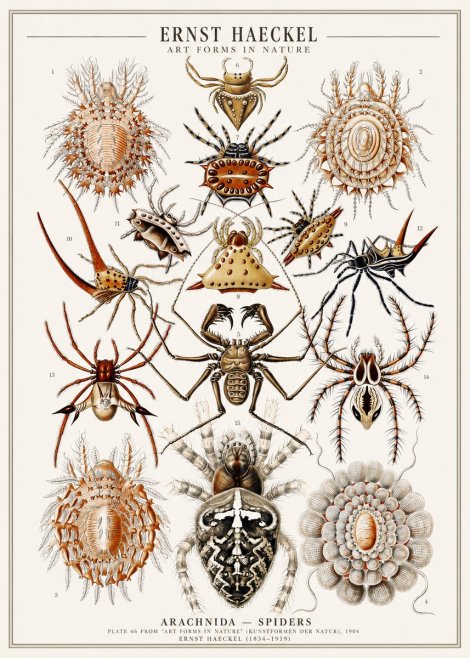 Ernst Haeckel Arachnida — Spiders No1 - Juliste
