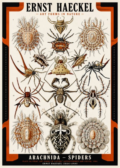Ernst Haeckel Arachnida — Spiders No2 - Juliste