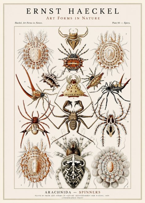 Ernst Haeckel Arachnida — Spiders No3 - Juliste