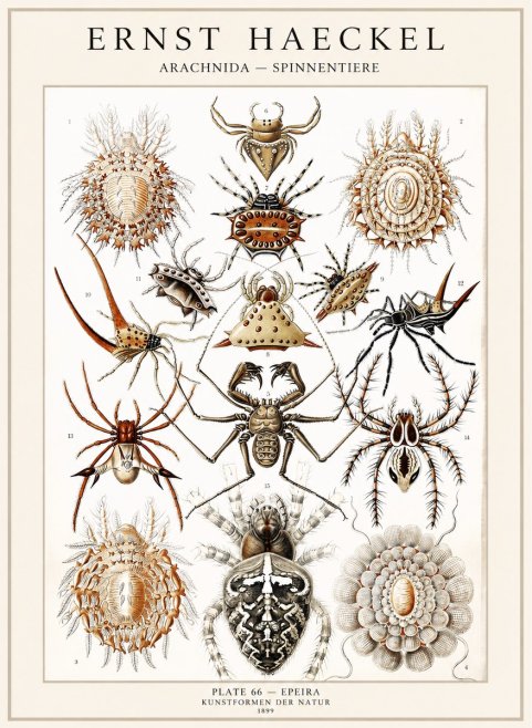 Ernst Haeckel Arachnida — Spiders No4 - Juliste
