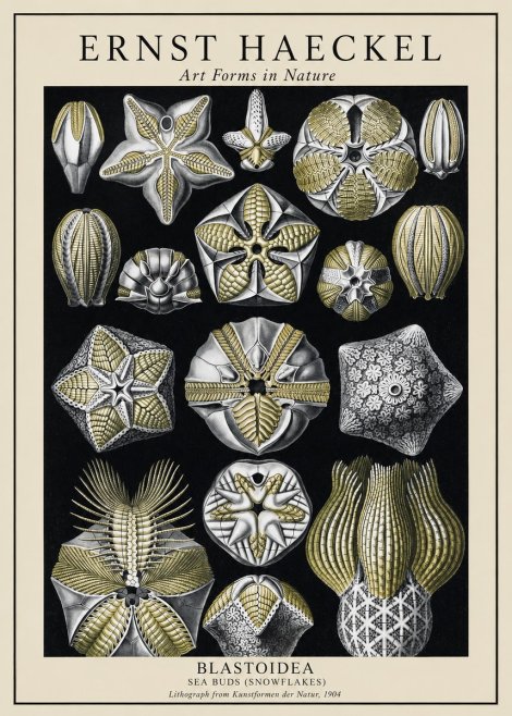 Ernst Haeckel Blastoidea Sea Buds (Snowflakes) No1 - Juliste