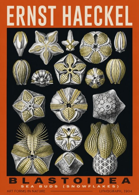 Ernst Haeckel Blastoidea Sea Buds (Snowflakes) No2 - Juliste