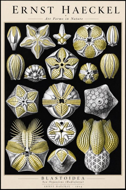 Ernst Haeckel Blastoidea Sea Buds (Snowflakes) No3 - Juliste
