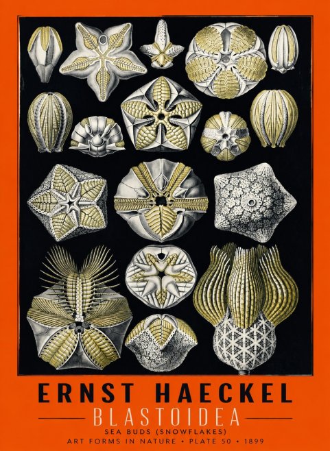 Ernst Haeckel Blastoidea Sea Buds (Snowflakes) No6 - Juliste