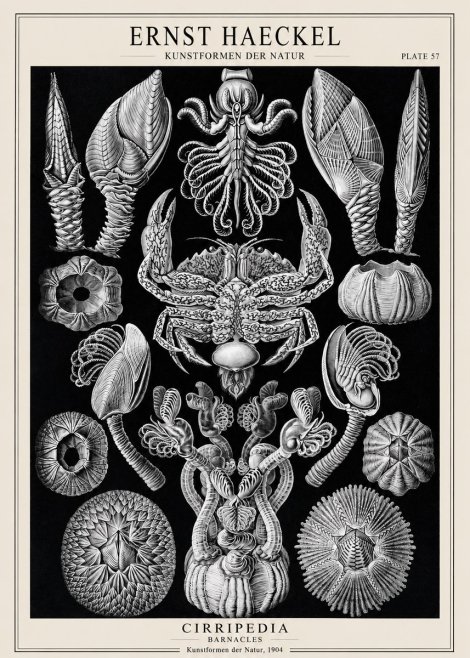 Ernst Haeckel Cirripedia Barnacles No1 - Juliste